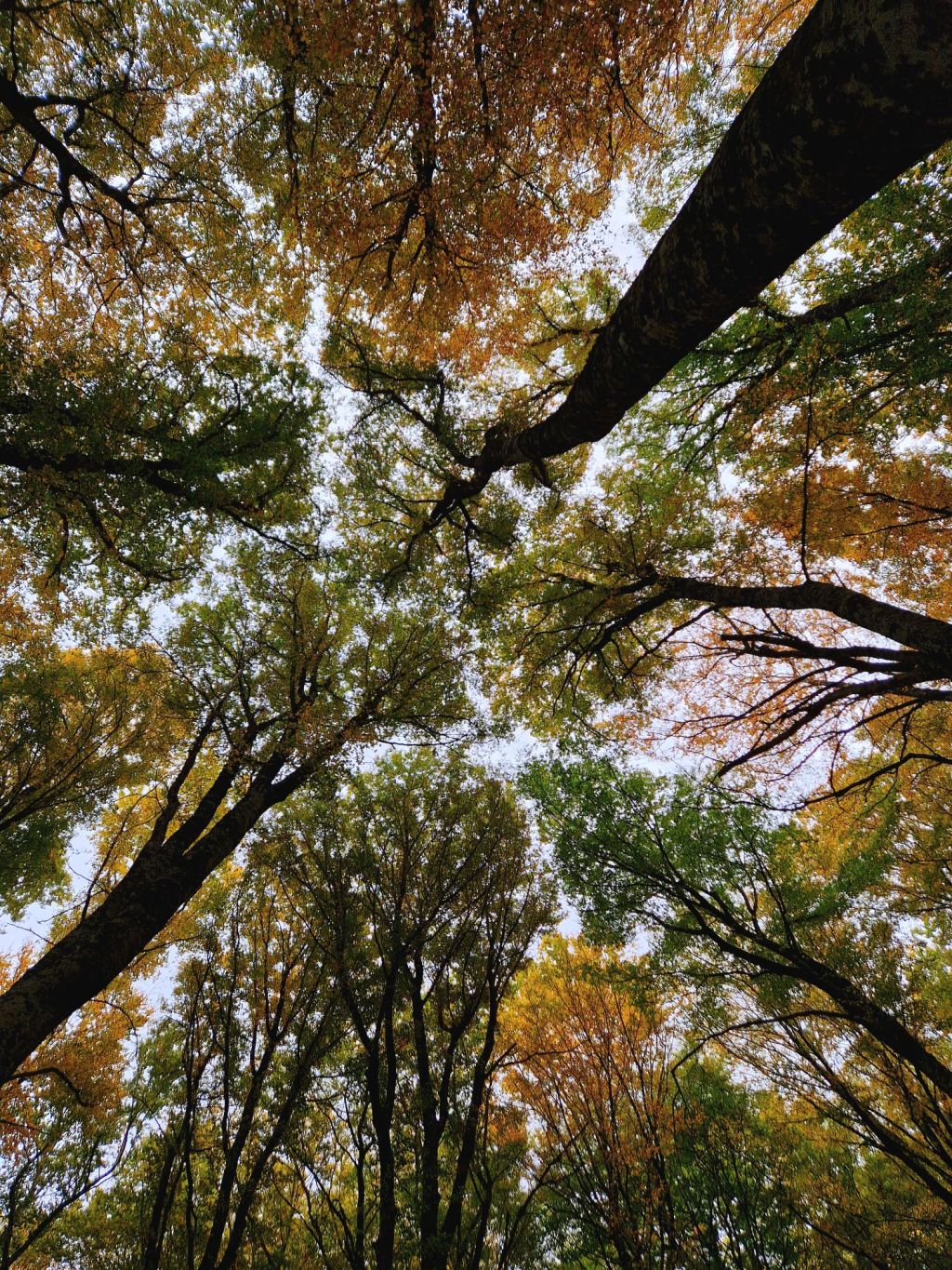 Foliage a Sasso di&nbsp;Castalda.